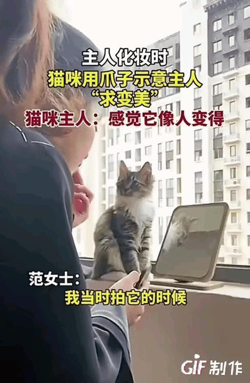 真的成精了！一女子，正坐在镜子前认真化妆，家里猫咪突然跳过来，乖乖蹲在她面前，目