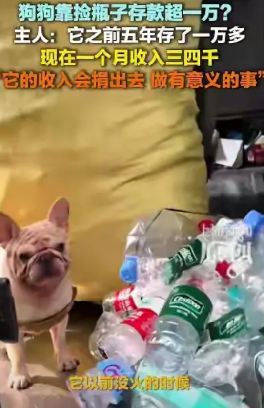广州张先生的法斗犬，五年如一日的奔波在广州街头，在各商户之间非常熟练地捡拾空塑料