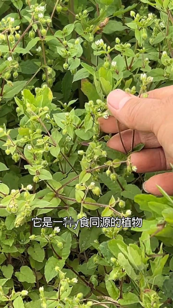 繁缕。这种植物很多人不认识，它有一个奇怪的名字叫鹅肠草，通常生长在菜园里面。好