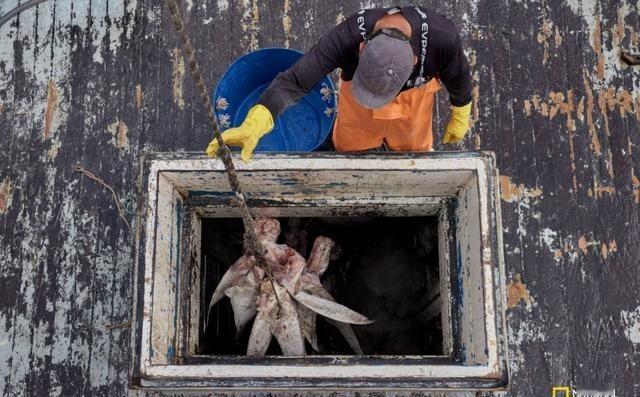 1929年，美国的一所监狱炖鲨鱼给服刑人员吃，炖鲨鱼的时候，鲨鱼肉的味道弥漫整个