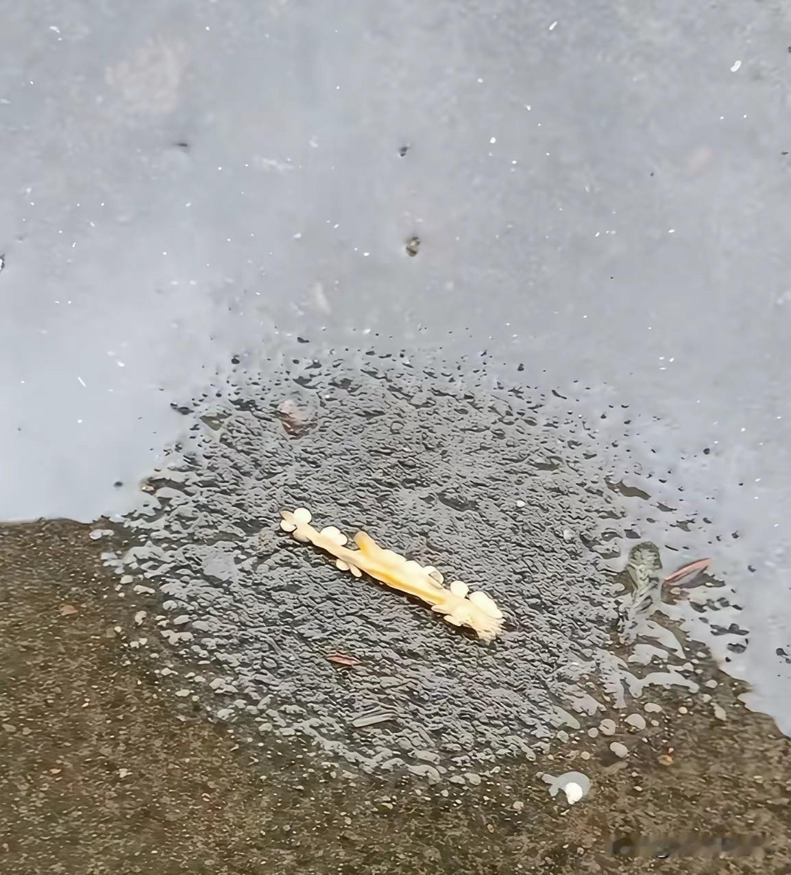 我意外发现一个惊天大现象！地上到处都是积水，唯独这根辣椒芯躺过的地方一滴水都