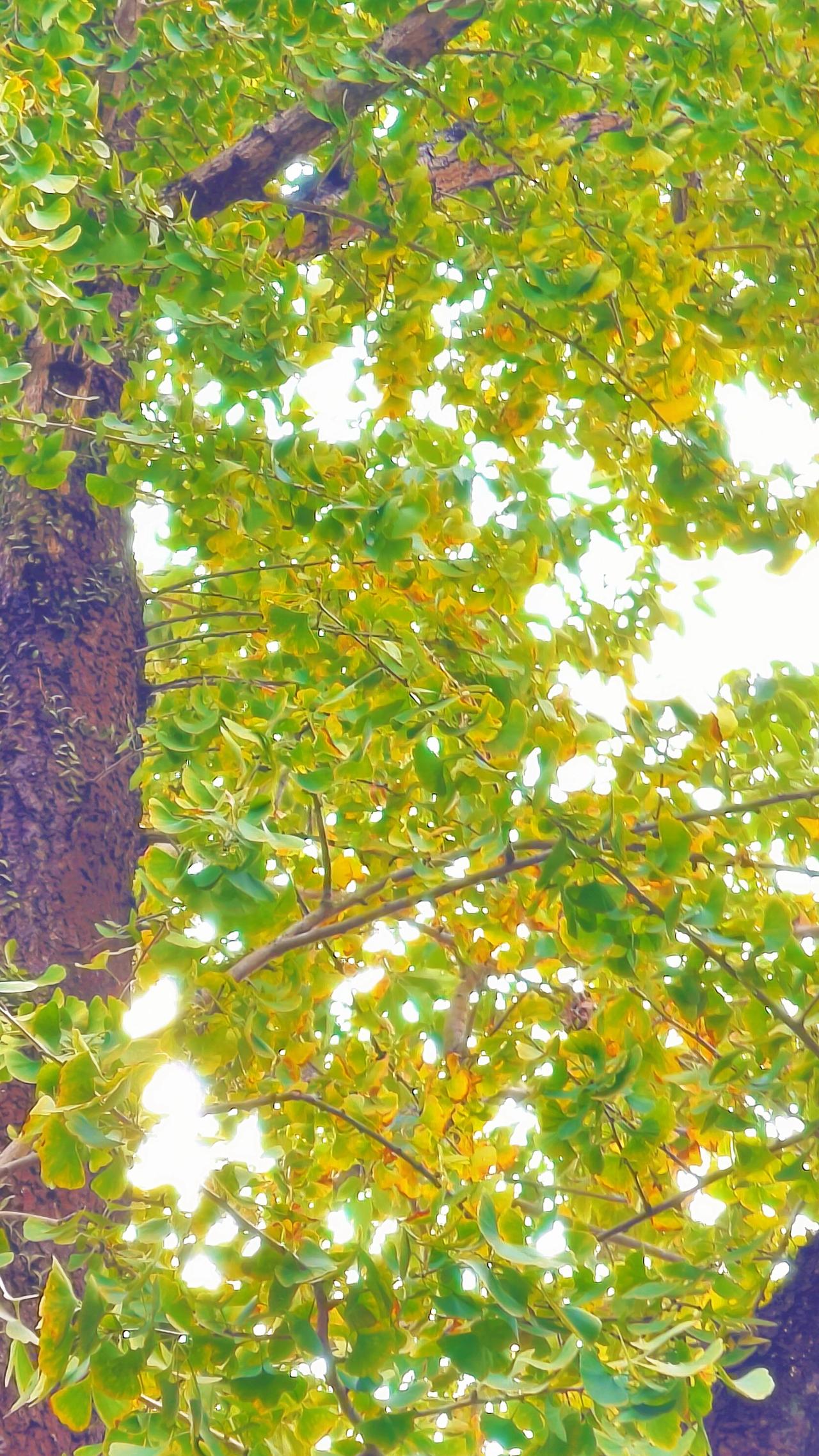 小众景点旅行推荐官银杏黄了随手拍扫街