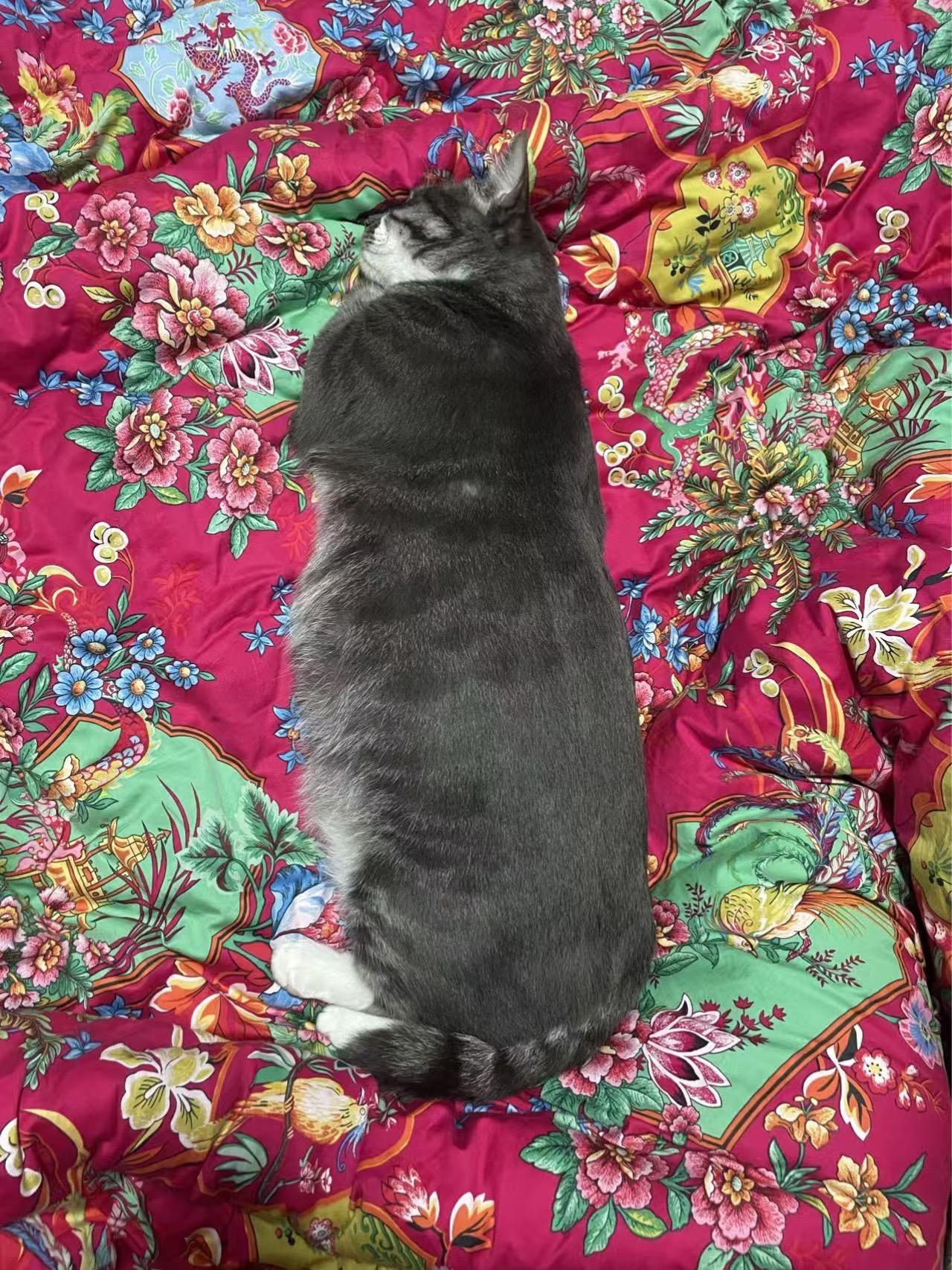 这算潜艇还是鱼雷？搞怪宠物拍照萌宠搞怪拍照一张照片证明你的宠物