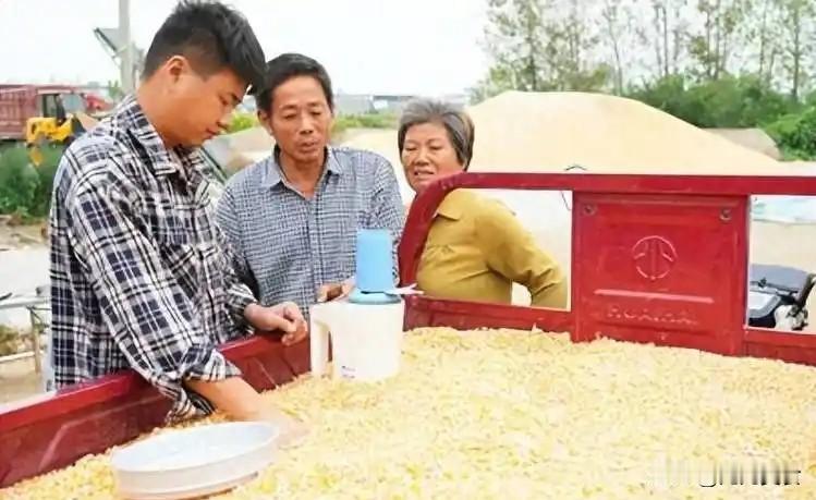 玉米持续大跌！并非粮企故意压价，真实原因农民一定要清楚今年秋收各地玉米收购