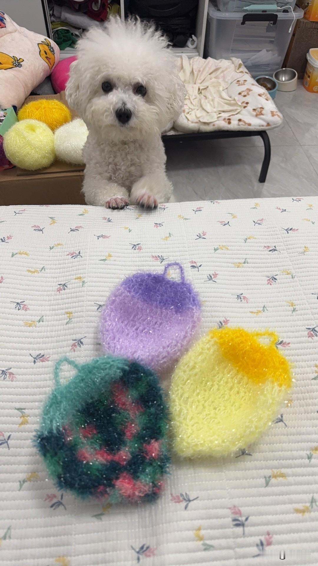 我家小比熊也是这样，简直是个跟屁虫！就说上次我在厨房刷碗，它就跟个小尾巴似的，在