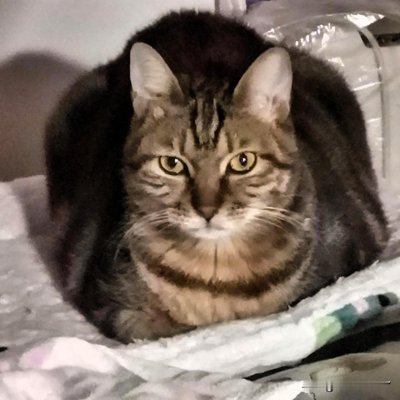 我家狸花猫就特别可爱，从不无端争强好胜。平时最爱和家里的三花猫追着跑、打着闹，那