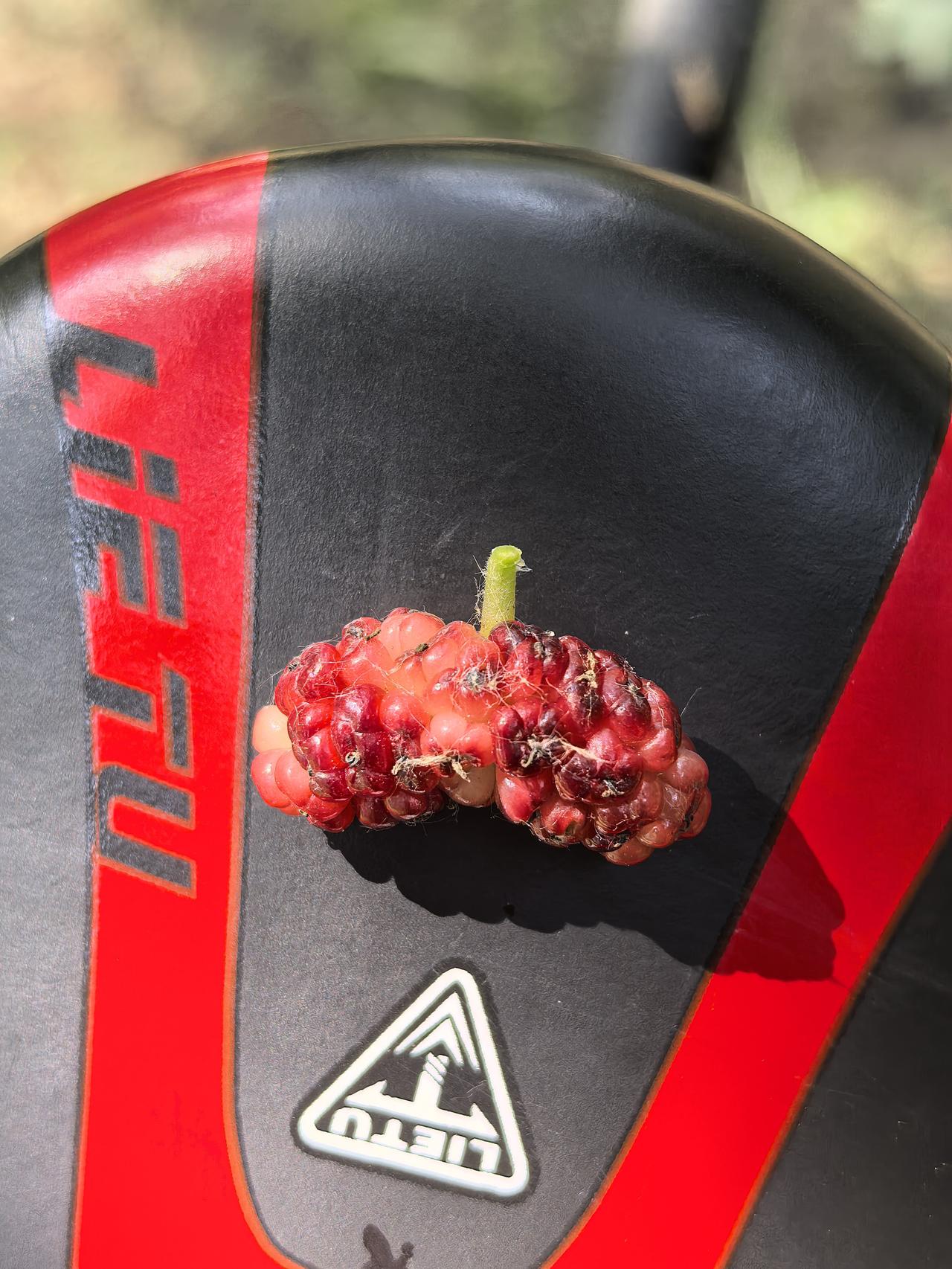 有见过这样的桑葚果的吗？熊岳忆江南的大院子里有几棵桑葚树，每到5月末6月初，桑