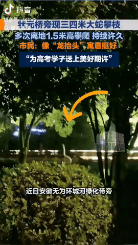 5月20日，安徽芜湖状元桥附近，没想到一条约三四米长的大蛇攀上1.5米高树枝悬吊