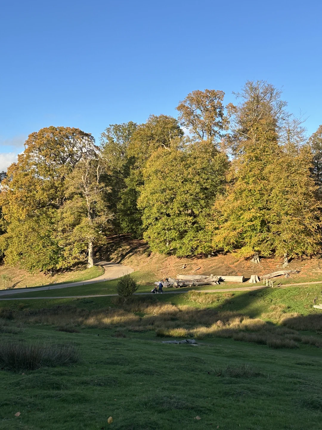 伦敦出发30分钟🍁隐藏的秋日红叶仙境太美了