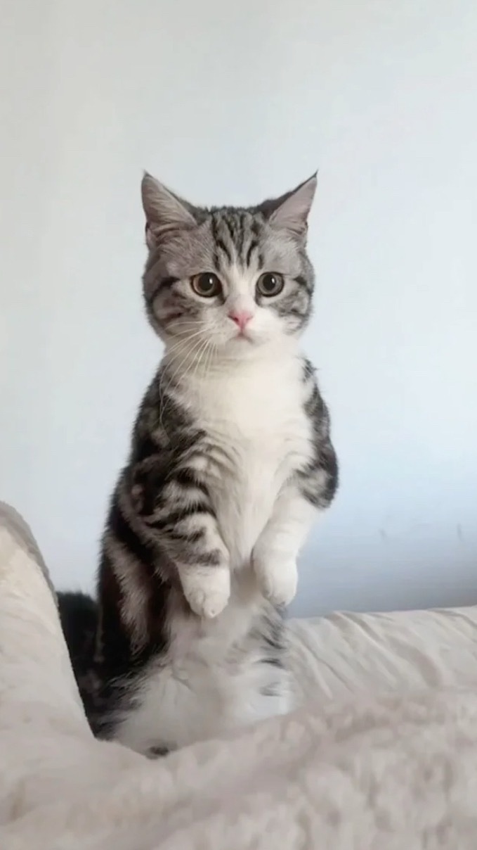 局促小猫🐱孙颖莎