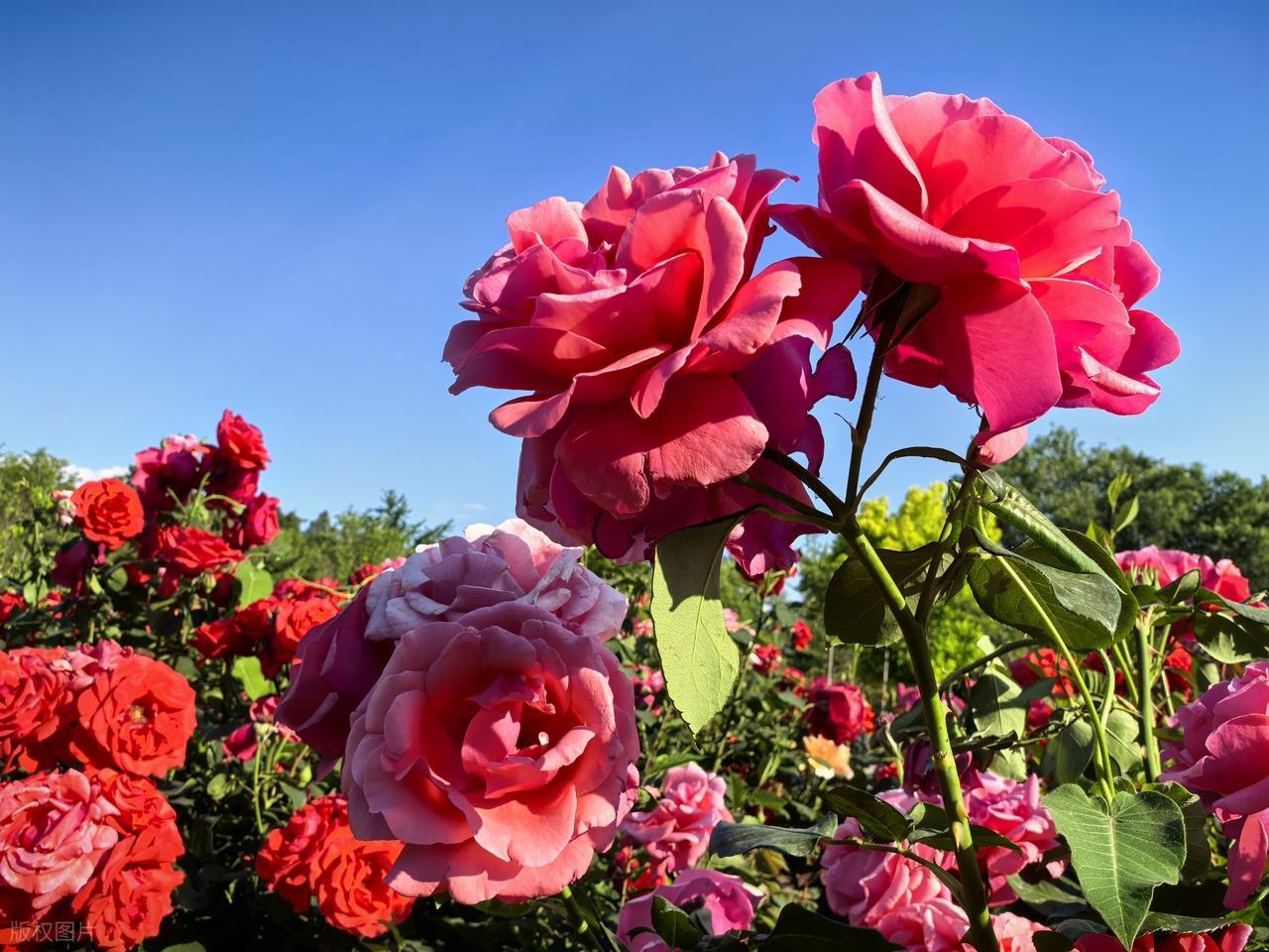 人生一辈子，有时细想，不就生死而已吗，生，就好好生活下去；到死的时候，就从容的离