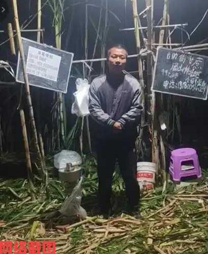 四川眉山有甘蔗老板推出偷甘蔗活动。如今老板也是遇到瓶颈，偷甘蔗的活动起初比较