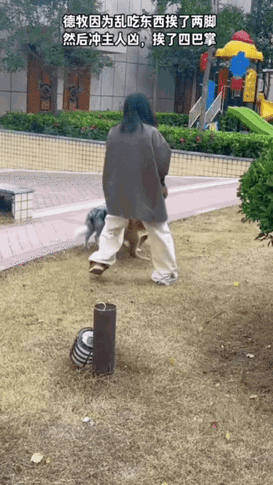 实话实说，给我五百万，都不敢养这种大型犬！[捂脸哭][捂脸哭][捂脸哭]