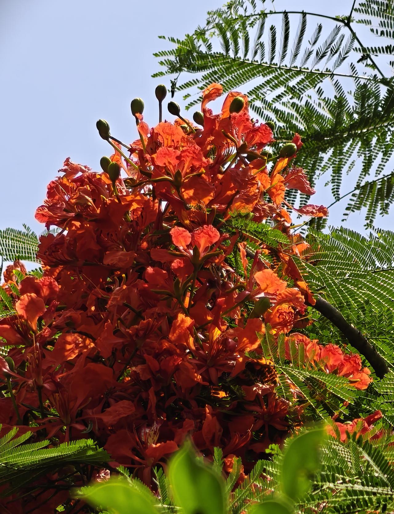 凤凰木是豆科凤凰木属的落叶乔木，最高可生长到20米，树冠开阔舒展。它的叶片是二回