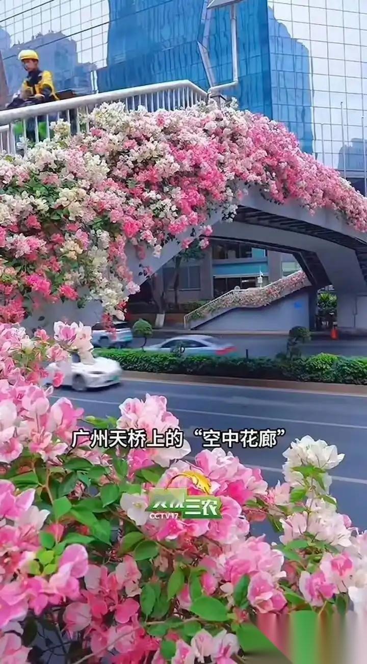 5月5日有媒体报道，中国街景无滤镜视频海外刷屏！路边绿化带郁金香、月季花海让老外
