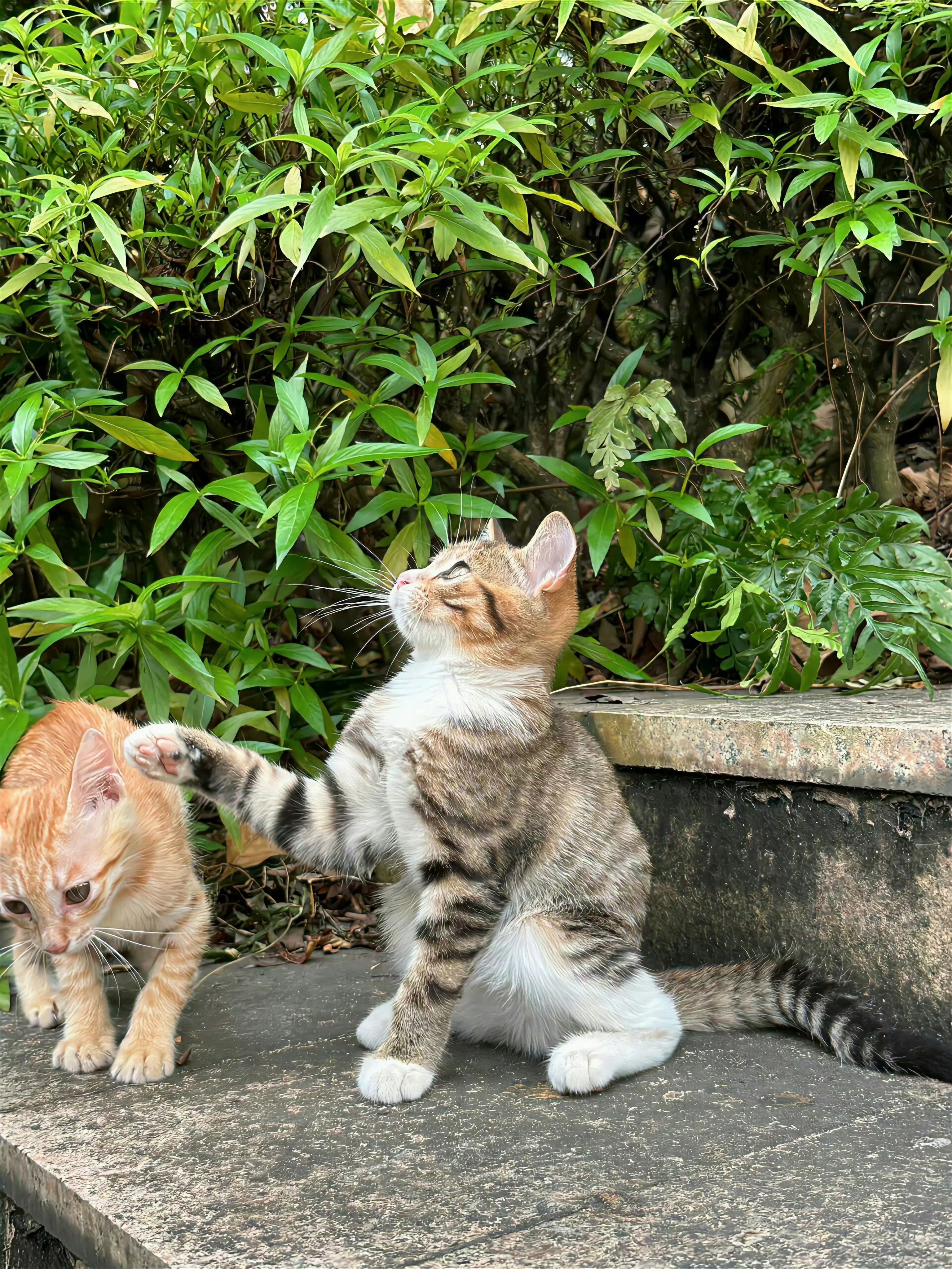 猫咪长得真标致