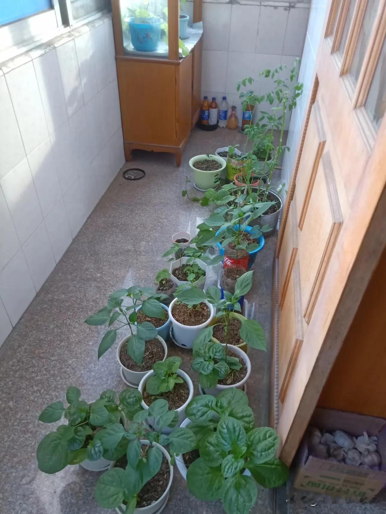 阳台种菜。至今一颗菜，一个辣椒，一个西红柿都没吃到。买种子、土、花盆倒是花了不