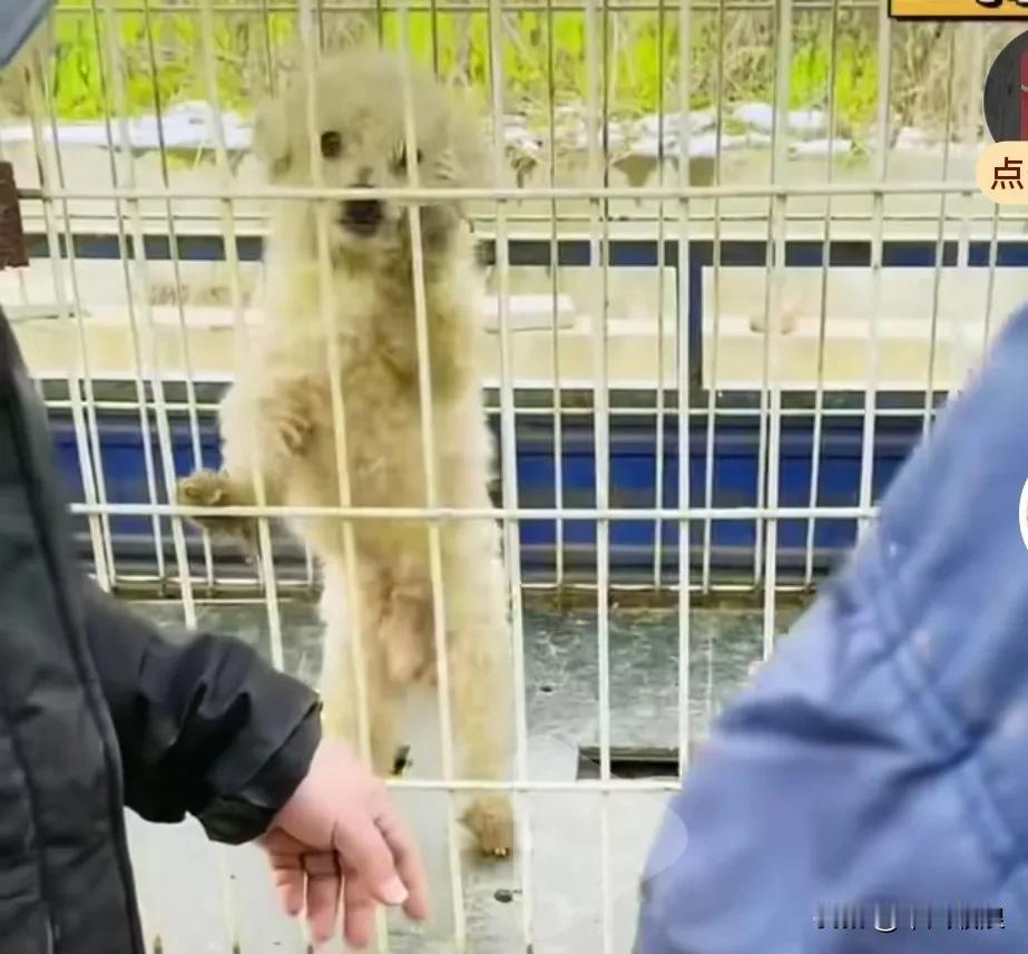 小狗看到这个男子救走了那只即将被拉去狗肉馆的马犬。小狗心想，要想活命就得抓住这根