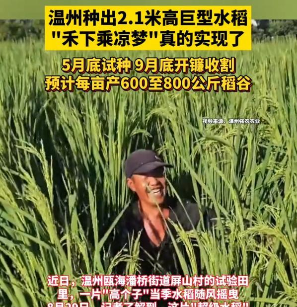 袁爷爷的梦想终于要实现了，浙江温州，一片试验田里长出了一种看起来有点特别的水稻。