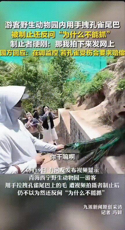 青海西宁野生动物园发生令人火大的一幕，一男游客在园内拽孔雀尾巴，也不管孔雀的嘶叫