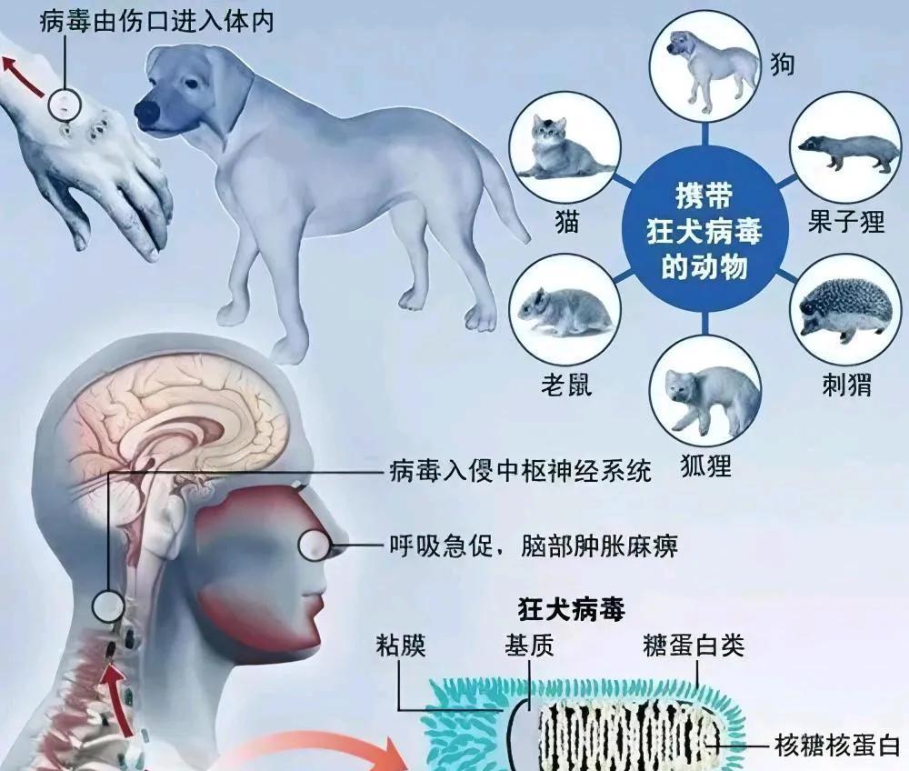 可是有些商家为了赚钱，毫无底线，使劲助推宠物友好概念，进商场，进餐厅，进飞机客舱