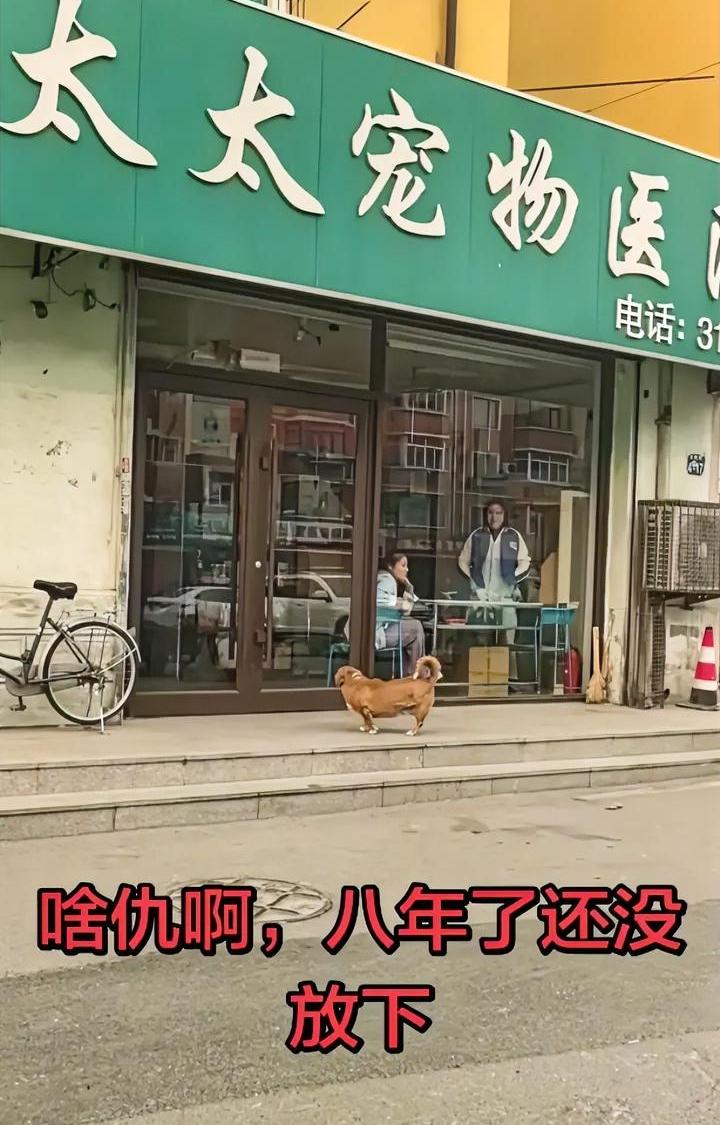 多大的仇？长达8年的维权之路，每天雷打不动到涉事医院门口“痛骂”，辽阳这只狗荣登