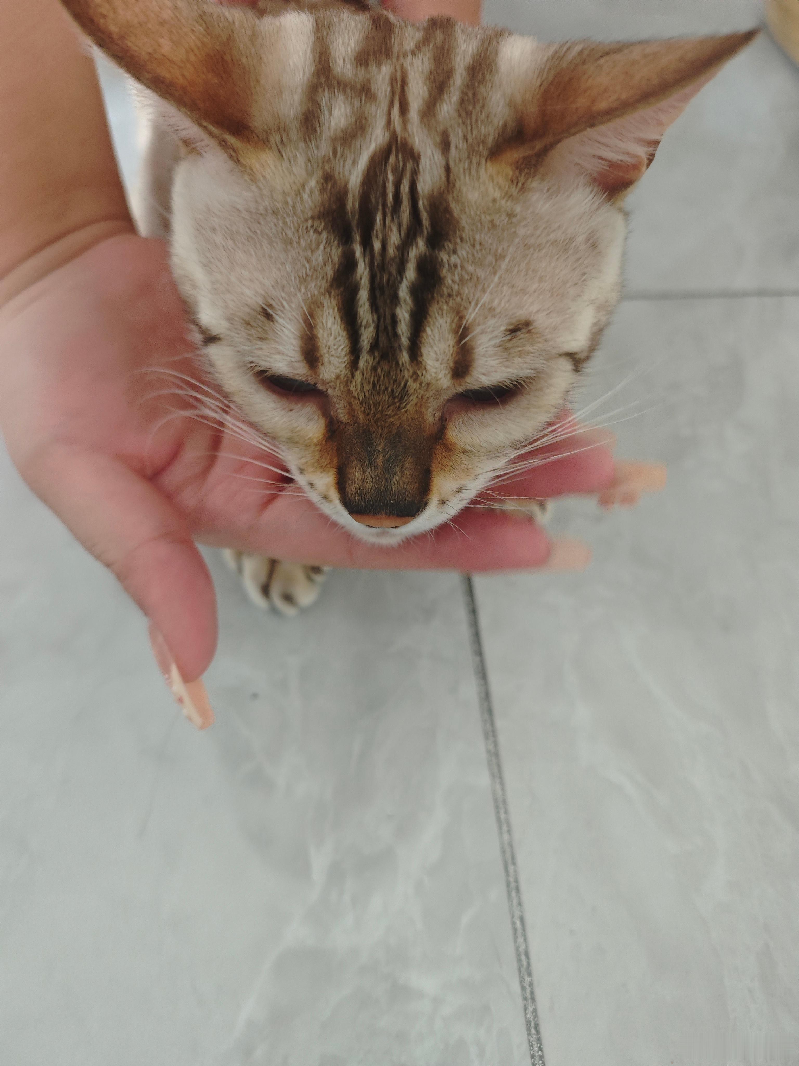 摸到了小九的小猫猫了
