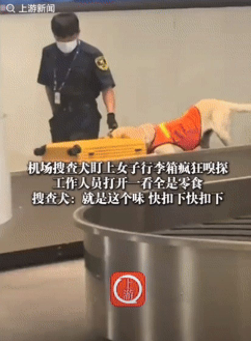“笑不活了！”天津，一女子过机场安检时，搜查犬突然盯上她的行李箱，开始疯狂嗅探，