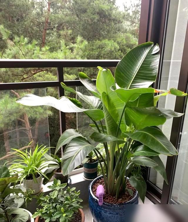 谁不想家里既热闹又沾点好福气啊！最近老刷到朋友晒客厅的“旺财花”，像发财树、朱砂