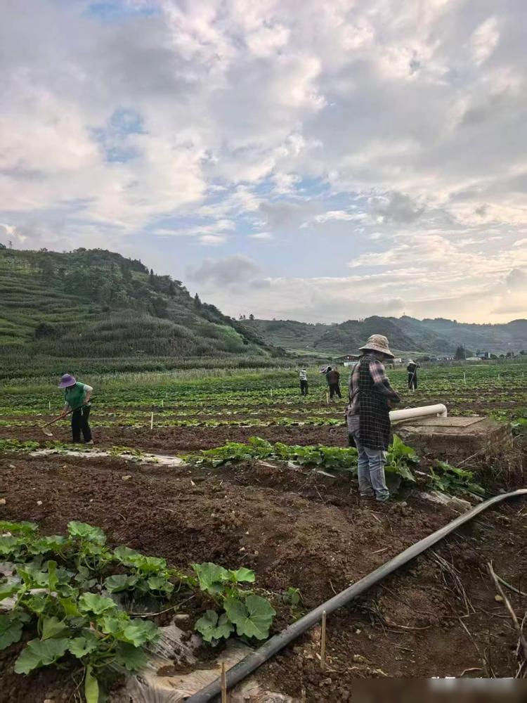 我亲戚，上一年承包了50亩土地种辣椒，亏了6万块，今年又包了100亩土地种南瓜。
