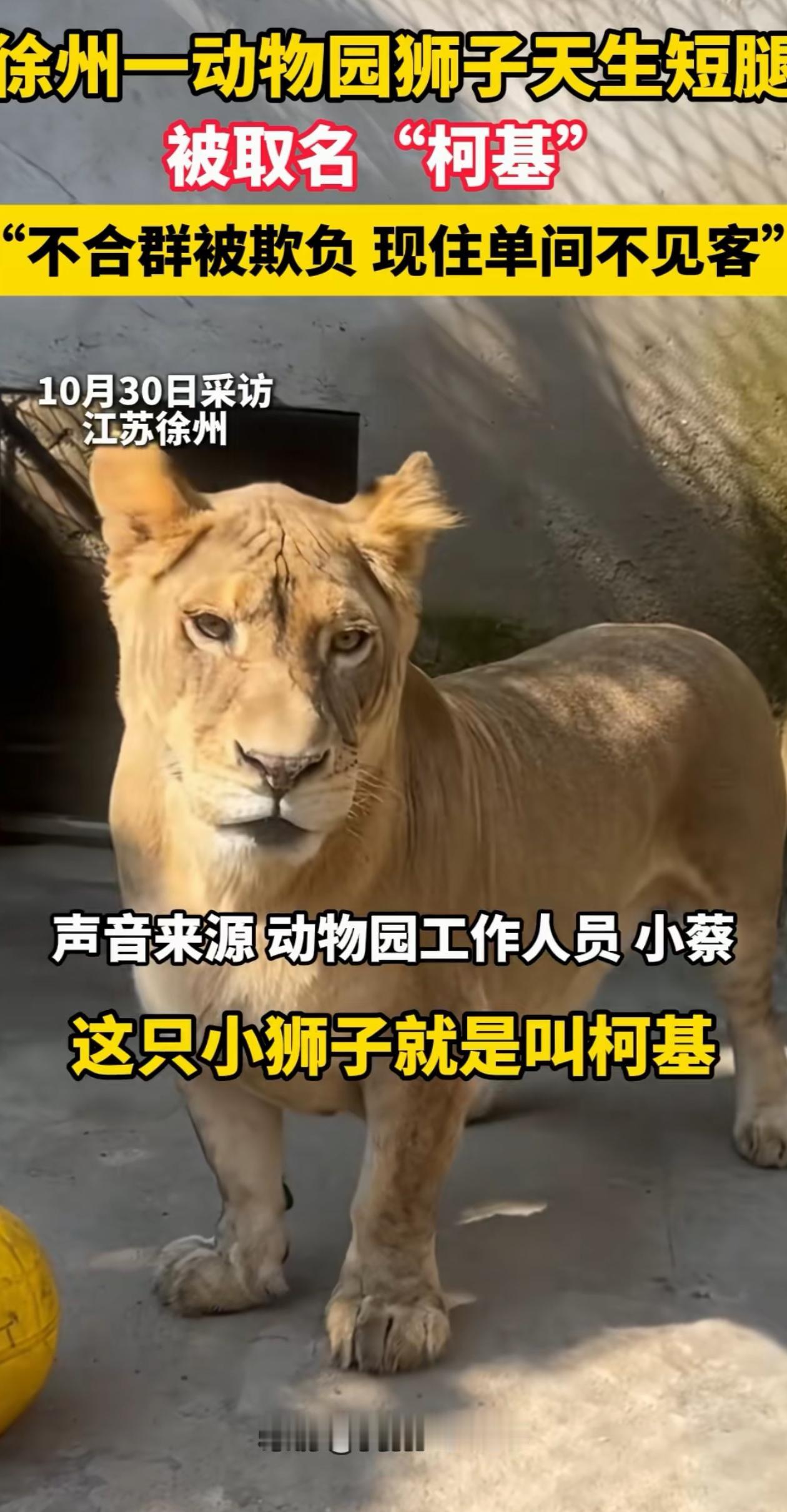 “笑不活了!”江苏徐州,游客发现动物园有只小狮子竟然叫“柯基”,游客心想这名字简