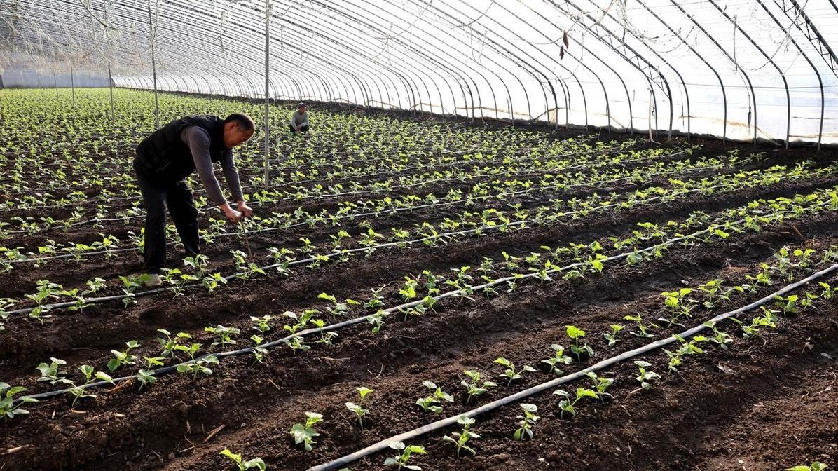 3月下旬种番茄、豆角、黄瓜? 最佳温度指南!