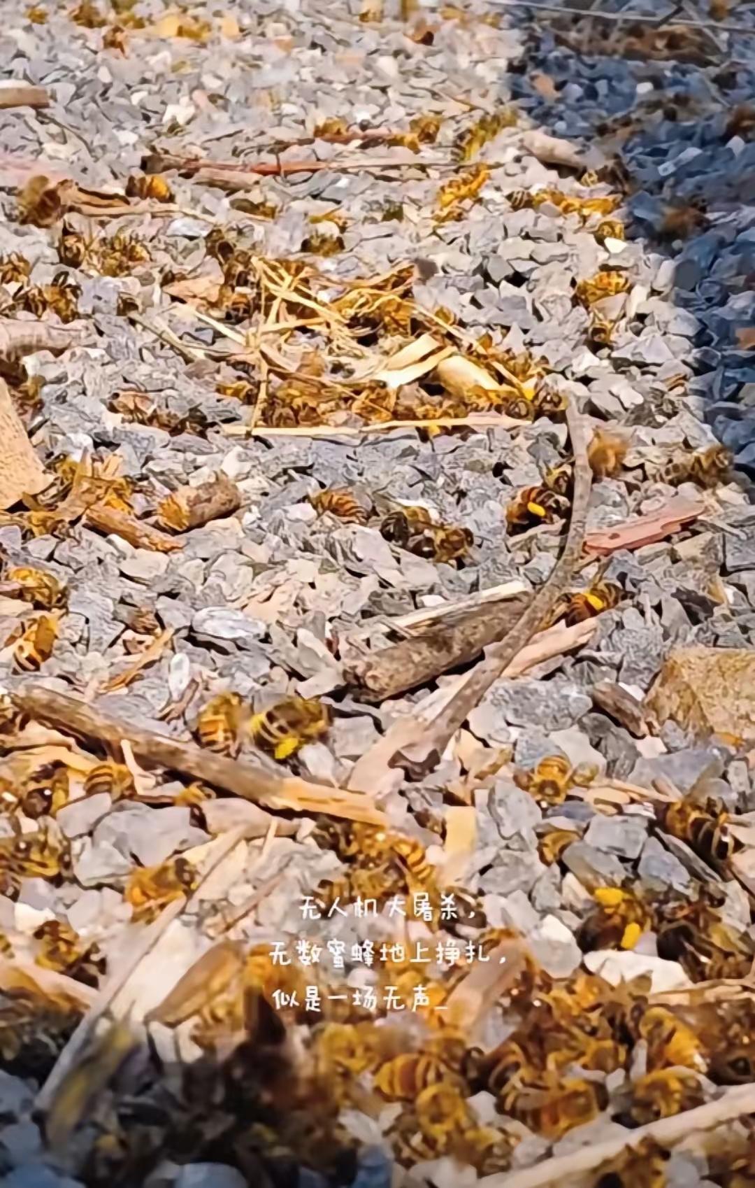 花开得越艳，蜜蜂死得越多，这样的“高效率”真的太可怕了。油菜花盛放的季节，