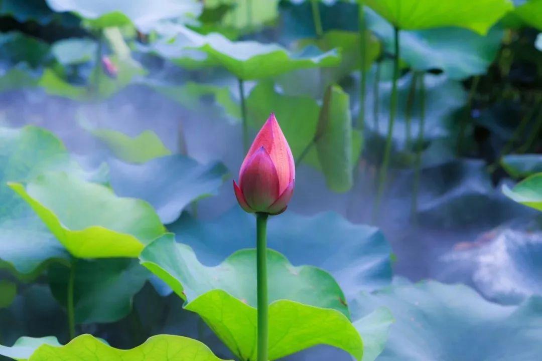 ＃人的一生该怎样活＃人的一生该怎样活，我认为人这一生，就应该把自