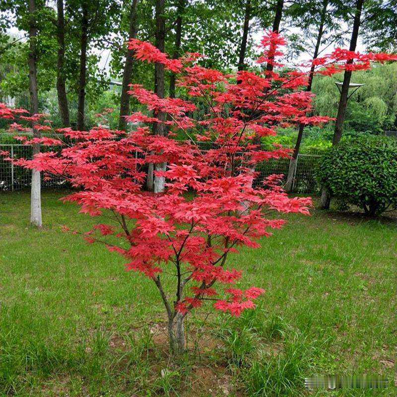 兰山区——方城镇｜红枫苗木文旅特色镇方城镇地处临沂兰山北部，鲁南彩叶苗木重