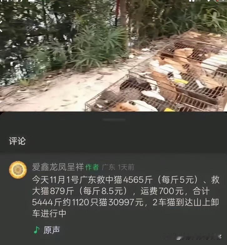 上千只猫咪被人硬生生推进水库，有的淹死，有的逃窜不是因为这些人有多爱猫，而是