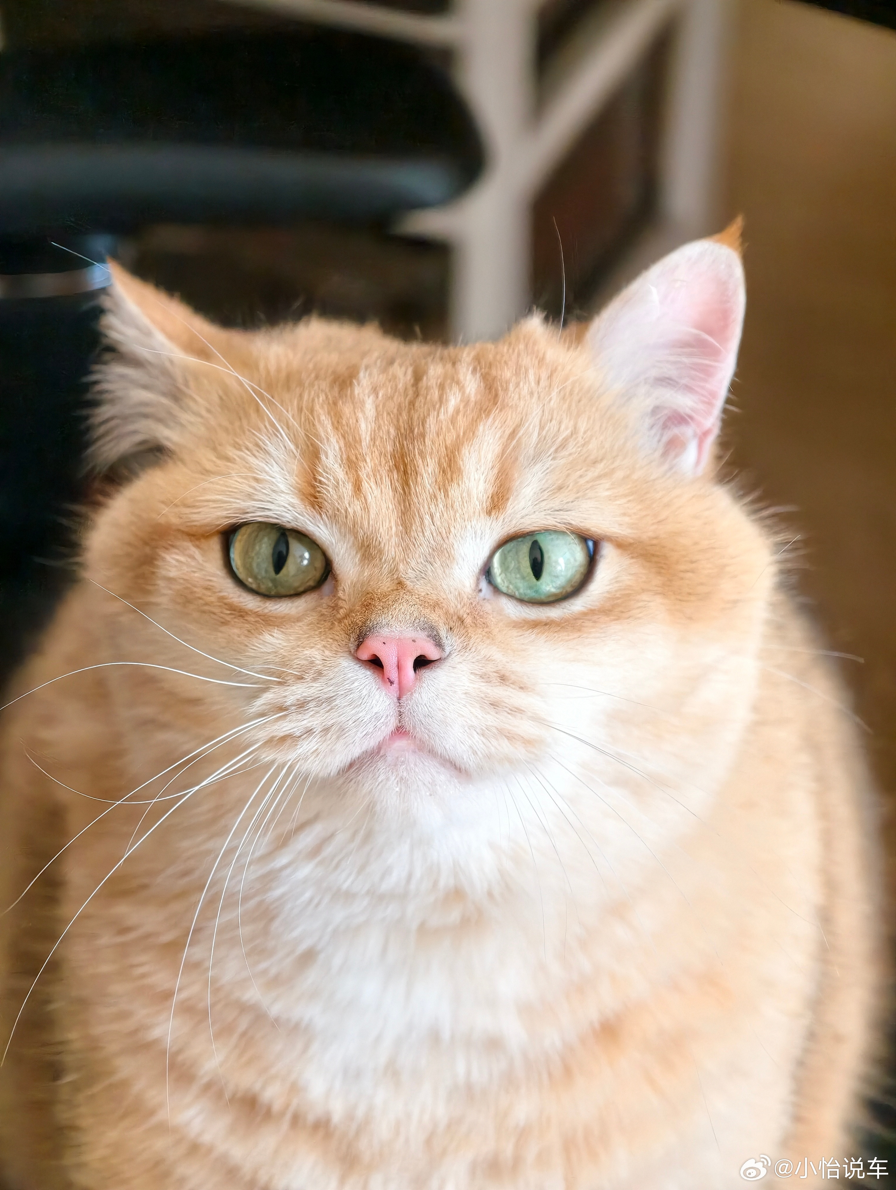 家里养个小猫咪，真就是养了个小霸王！有窝不睡，就爱抢我凳子。又气又可爱，根本赶不