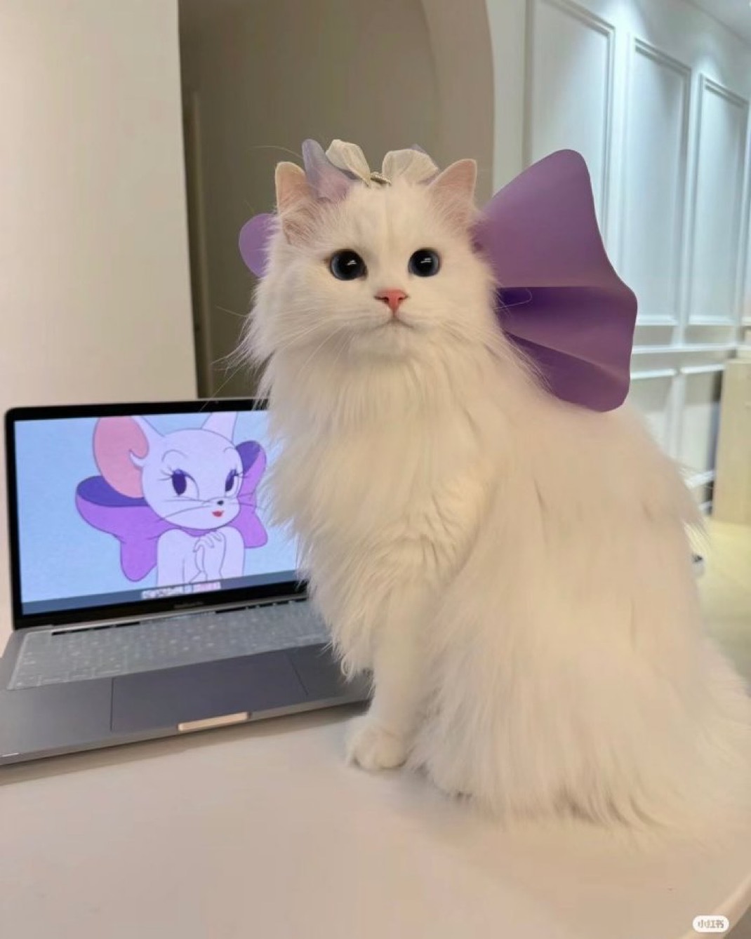 动漫里的公主小猫​​​