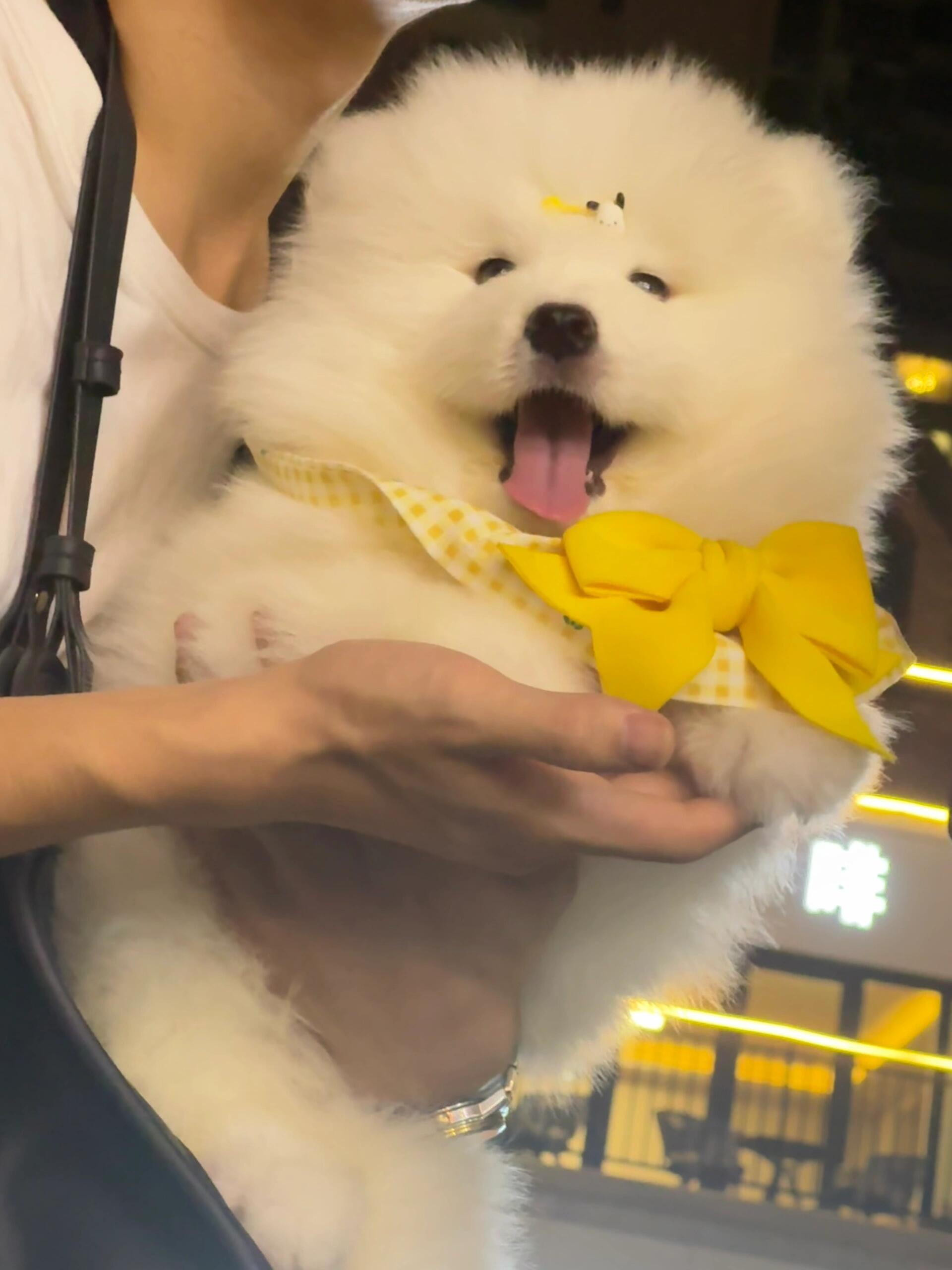 萨摩耶：麻麻说我是她的掌上明珠​​​