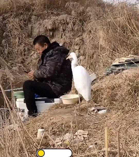 太和谐了！陕西，一男子在河边钓鱼时，竟看到旁边一位钓友，和一只野生白鹭和谐相处的