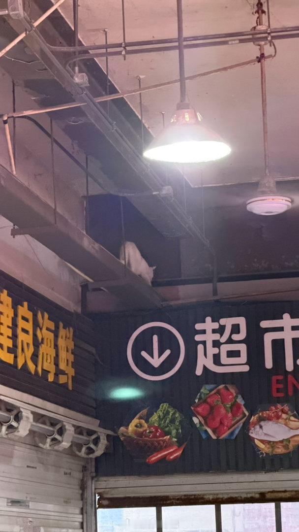 猫猫大侠