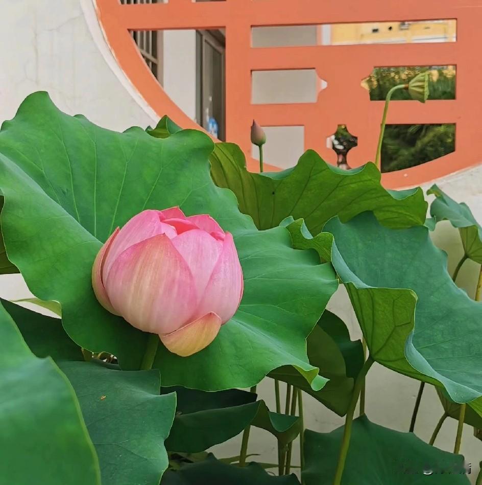 做管理只讲人品没有用。提拔干部自然选择那些德才兼备的人。关于德和才之间的关系