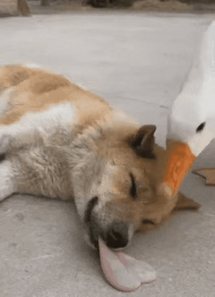 笑不活了！狗狗梦到烤鹅正解馋，醒来被“活鹅”锁喉反杀！狗狗睡得正香，梦里撞见