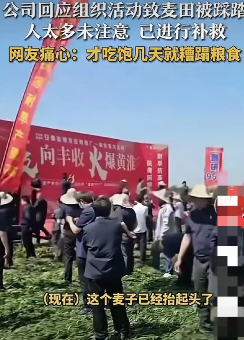 难道他是神仙，能起死回生吗？种子公司麦地里搭台子，开千人观摩会，致麦子被踩踏，举
