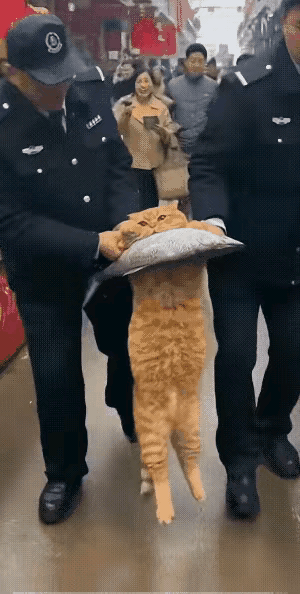 “游街示众”的戏码上演啦！鱼摊总有只猫来偷鱼老板赶多次都心软没伤它，结果猫
