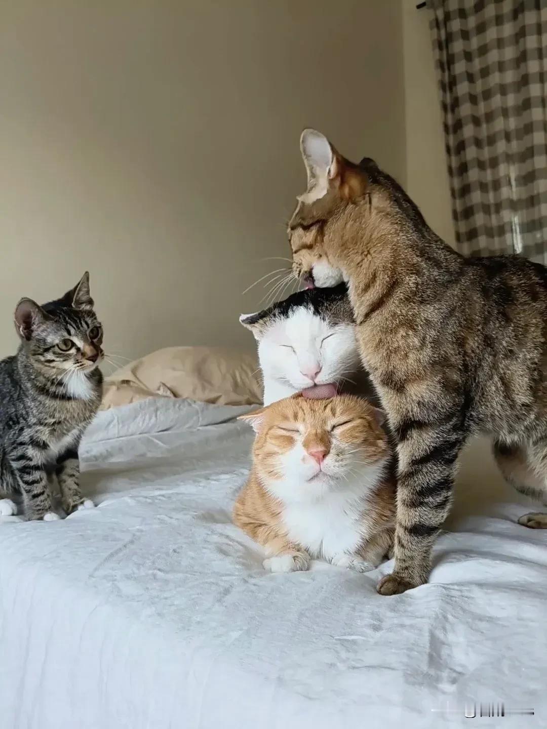 小猫不理解，我长大了也要这样吗？