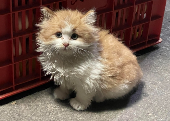 邻居送给一只小猫咪，抱来的时候小小的一只，但是奶凶奶凶的