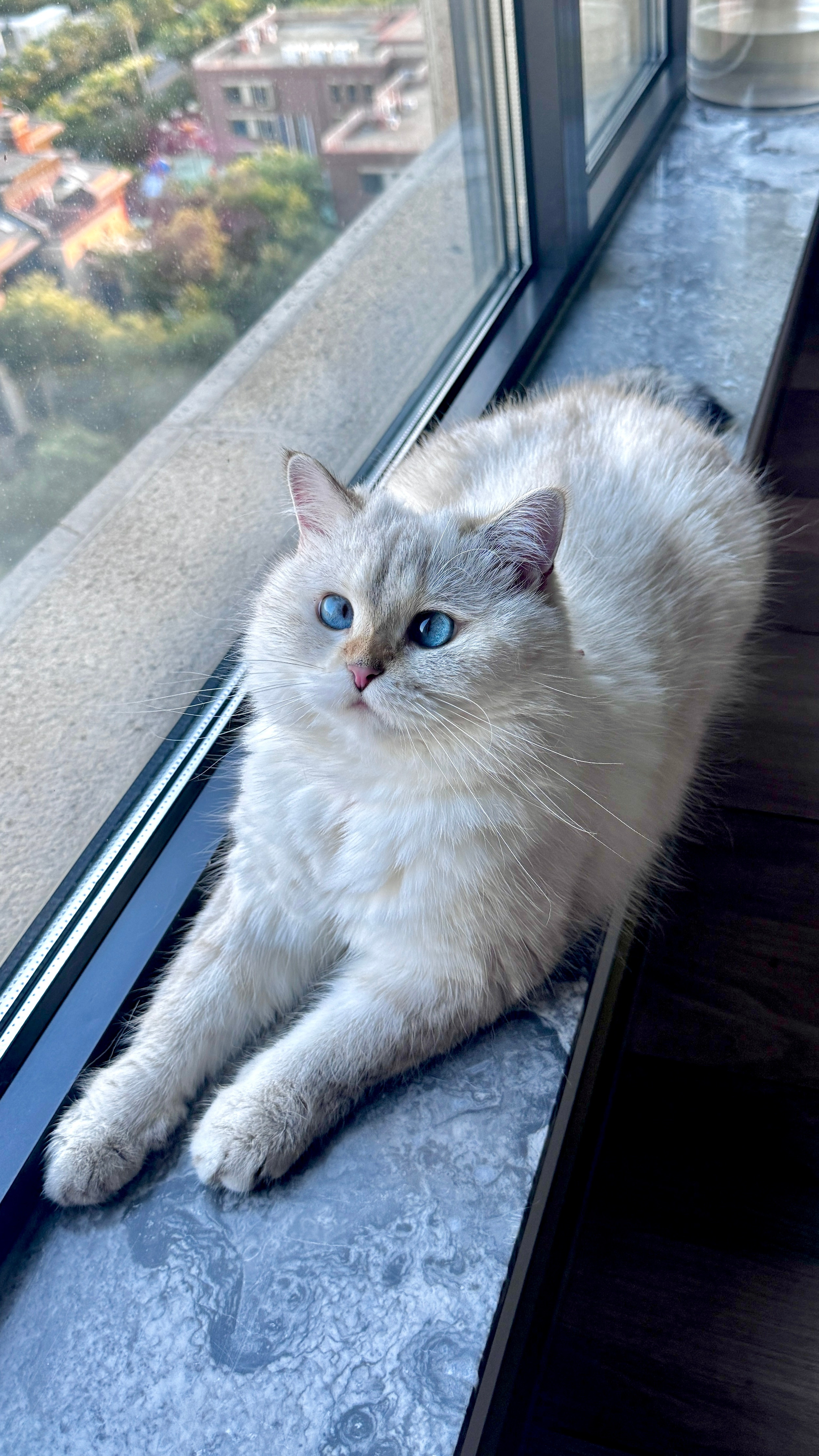 谁看了不说是真绝色leo修猫​​​