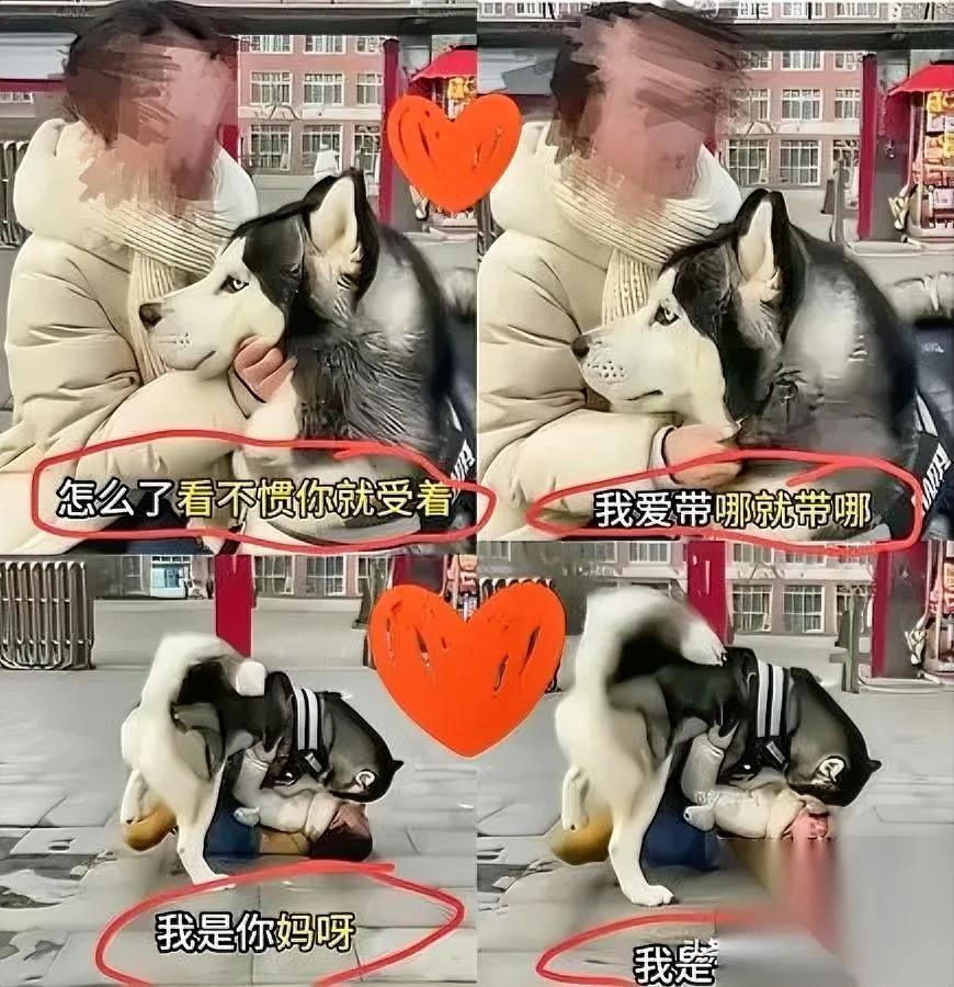 我今天真看笑了这就叫求锤得锤把猛犬当亲儿子养的那位宝妈，这回直接破相了。