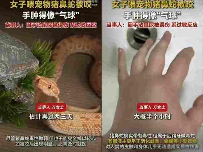 养蛇人必看！江苏女生忘喂宠物蛇34天，手上沾了一滴这个，当场被当成老鼠死咬。